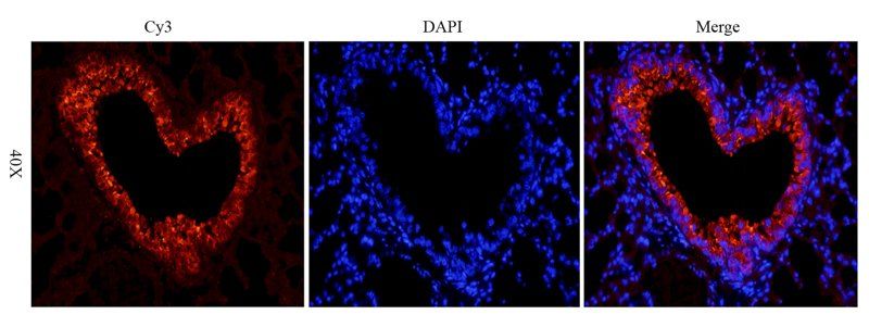 CD31 antibody