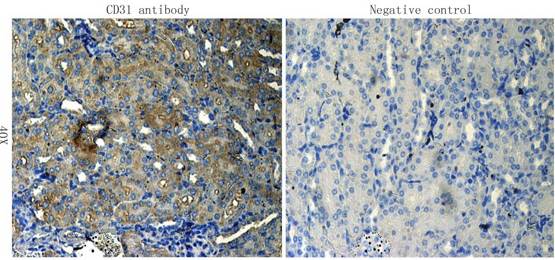 CD31 antibody