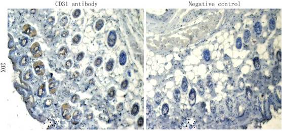 CD31 antibody