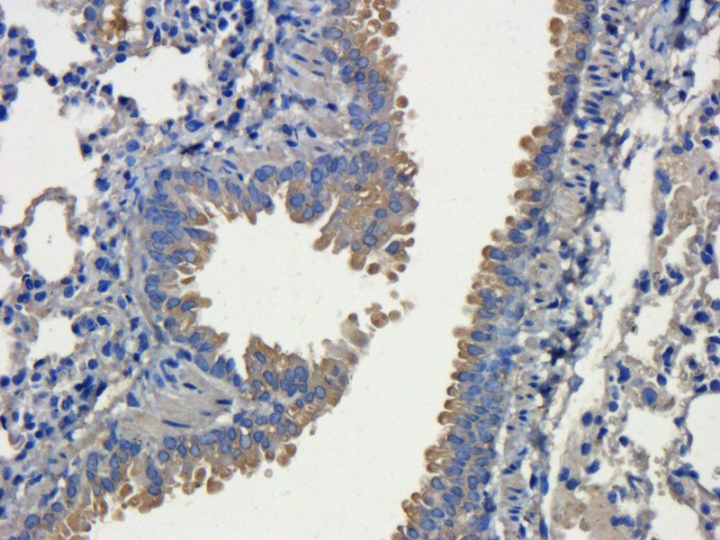 CD31 antibody