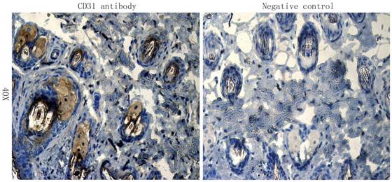 CD31 antibody