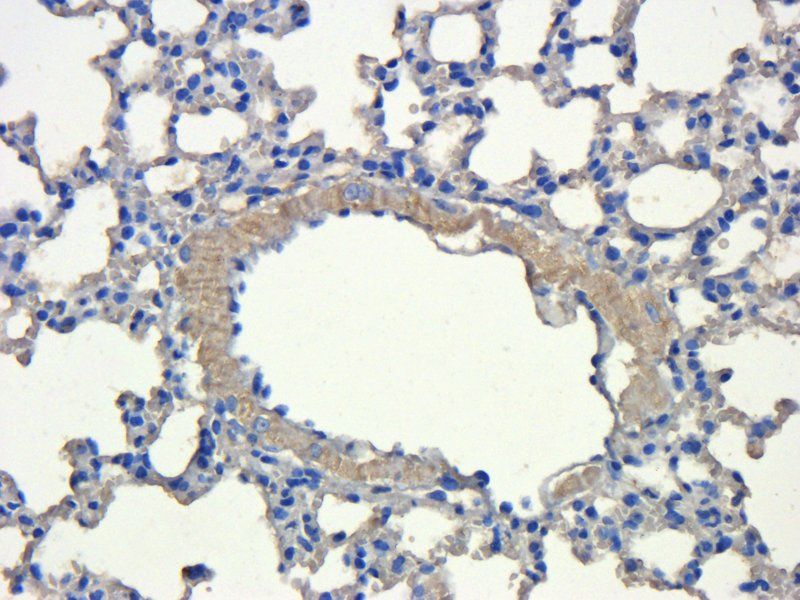 CD31 antibody