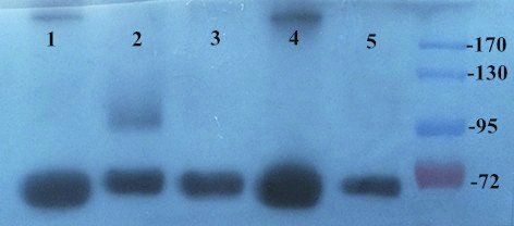 CD31 antibody