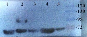 CD31 antibody