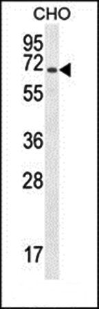 CD31 antibody