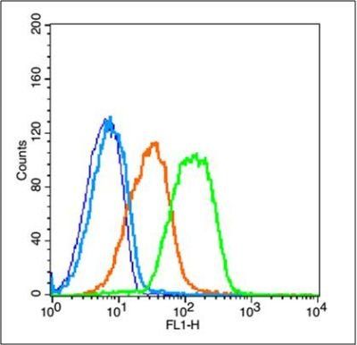 CD31 Rabbit pAb