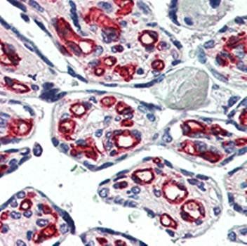 CD31 Antibody