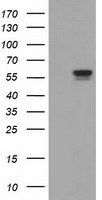 FCGR2A Antibody