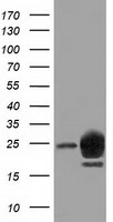 FCGR2A Antibody