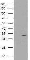 FCGR2A Antibody