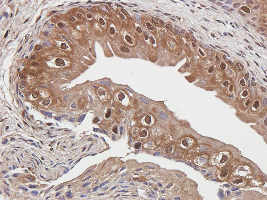 CD32b antibody