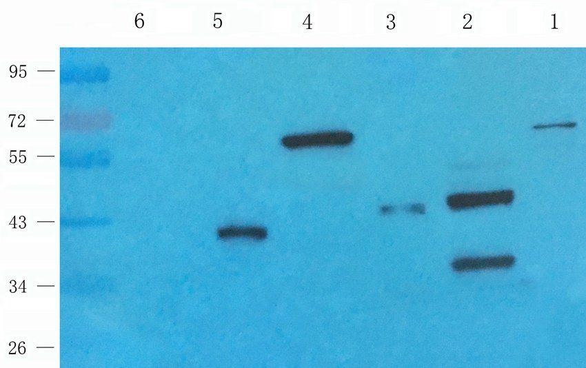 CD32b antibody