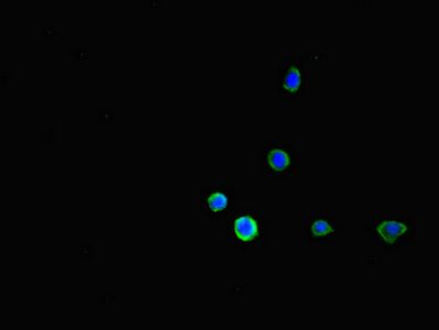 CD32b antibody