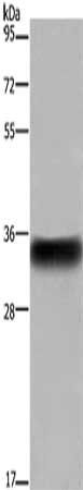 CD32b antibody