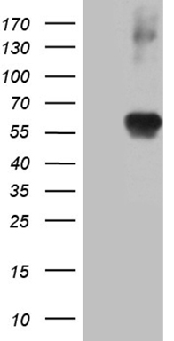 CD33 Antibody