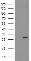 CD33 Antibody