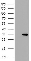 CD33 Antibody