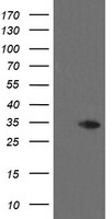 CD33 Antibody