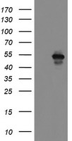 CD33 Antibody