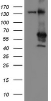 CD33 Antibody