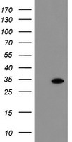 CD33 Antibody