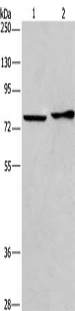 CD33 Antibody