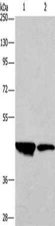 CD33 antibody