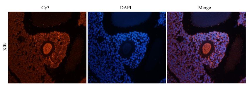 CD333 antibody