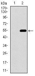 CD33 Antibody