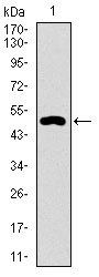 CD33 Antibody