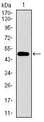 CD33 Antibody
