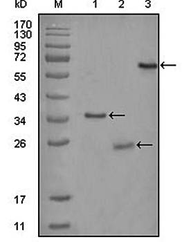 CD33