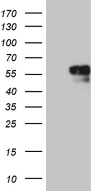 CD34 Antibody
