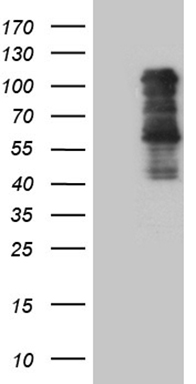 CD34 Antibody