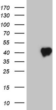 CD34 Antibody