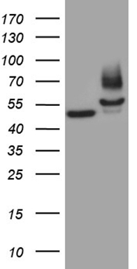 CD34 Antibody