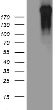 CD34 Antibody