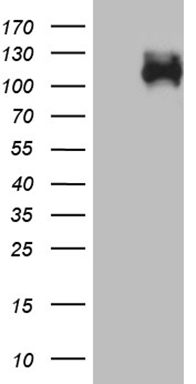 CD34 Antibody