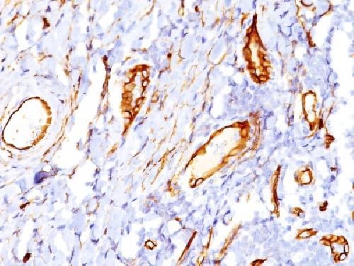 CD34 (Hematopoietic Stem Cell &Endothelial Marker) Antibody