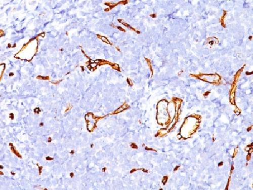 CD34 Antibody