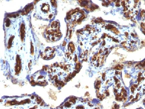 CD34 (Hematopoietic Stem Cell & Endothelial Marker) Antibody
