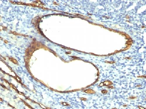 CD34 (Hematopoietic Stem Cell & Endothelial Marker) Antibody