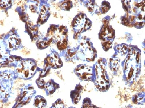 CD34 (Hematopoietic Stem Cell & Endothelial Marker) Antibody