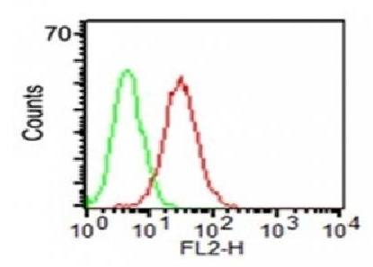 CD34 (Hematopoietic Stem Cell & Endothelial Marker) Antibody