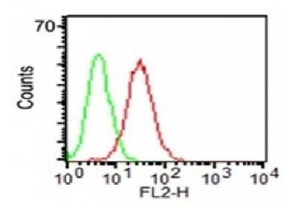 CD34 antibody