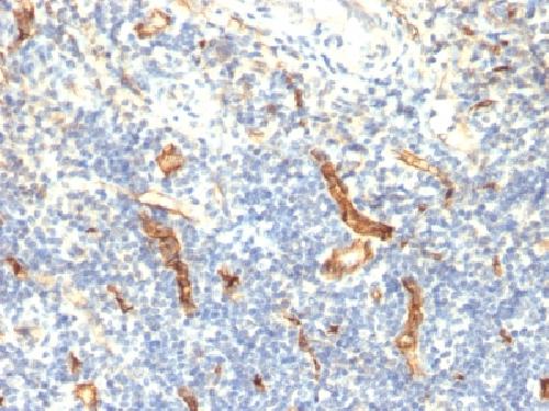 CD34 antibody