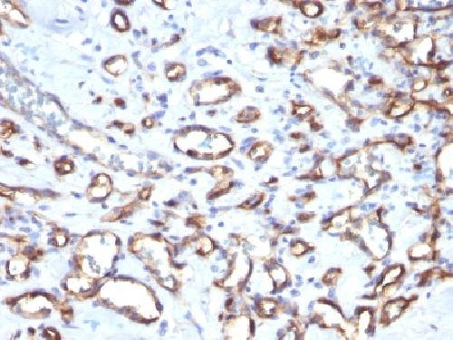 CD34 Antibody