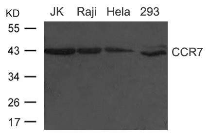 CD34 Antibody