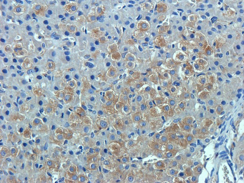 CD34 antibody