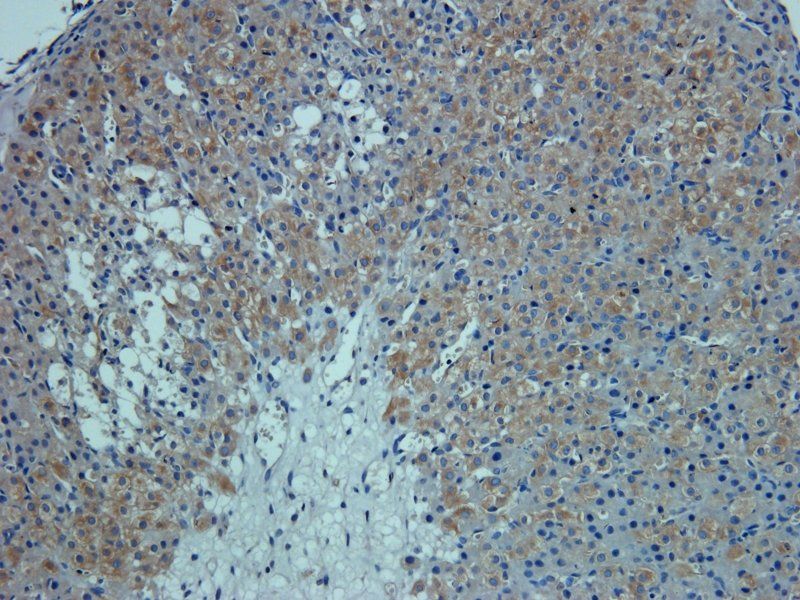 CD34 antibody